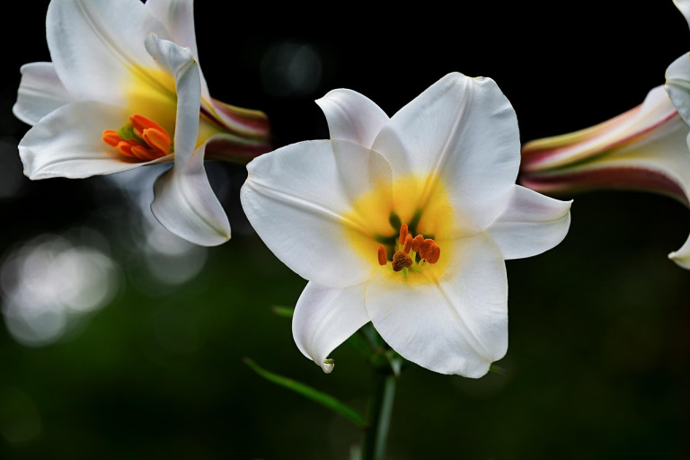 Example tribute photo — gentle candlelight (placeholder) for Arthur Lloyd Ketchersid